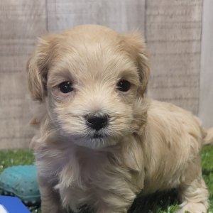 Maltipoo Puppy Andre