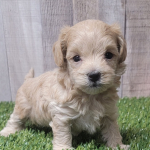 Maltipoo Puppy Andre