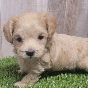 Maltipoo Puppy Andre