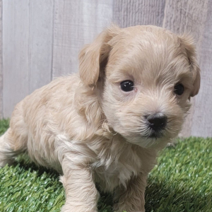 Maltipoo Puppy Andre