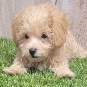 Maltipoo Puppy Andre