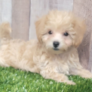 Maltipoo Puppy Andre