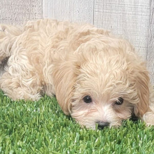 Maltipoo Puppy Andre