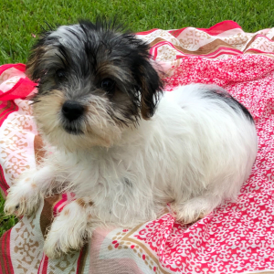 Yorkshire Terrier Puppy Minnie