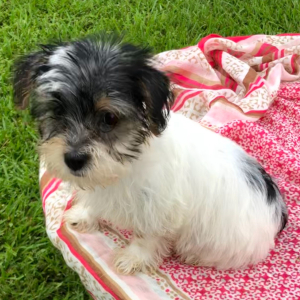 Yorkshire Terrier Puppy Minnie