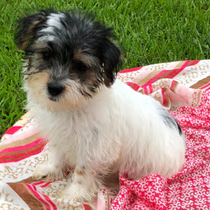 Yorkshire Terrier Puppy Minnie