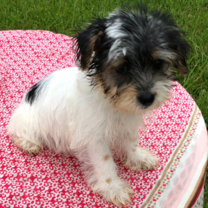 Yorkshire Terrier Puppy Minnie