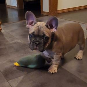 French Bulldog Puppy Appa