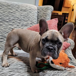 French Bulldog Puppy Appa