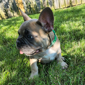French Bulldog Puppy Appa