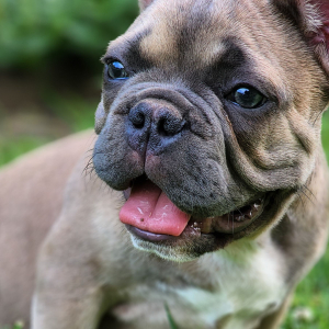 French Bulldog Puppy Appa