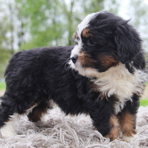 Bernedoodle Puppy Kyra