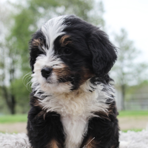Bernedoodle Puppy Kyra