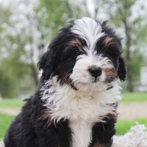 Bernedoodle Puppy Kyra