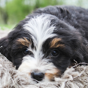 Bernedoodle Puppy Kyra