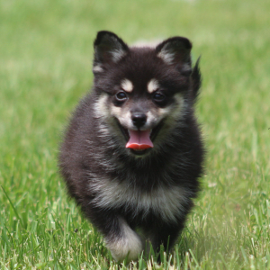 Pomsky Puppy Pris