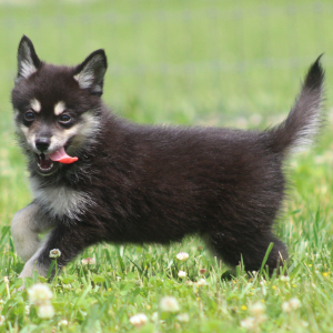 Pomsky Puppy Pris