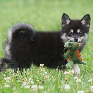 Pomsky Puppy Pris