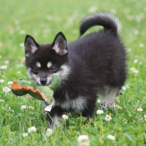 Pomsky Puppy Pris
