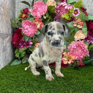 Great Dane Puppy Aurielle