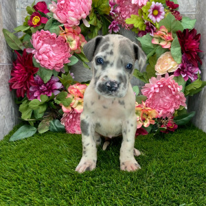 Great Dane Puppy Aurielle