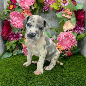 Great Dane Puppy Aurielle