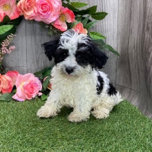Havanese Puppy Jax