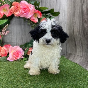 Havanese Puppy Jax