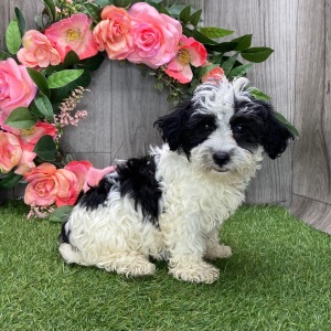 Havanese Puppy Jax
