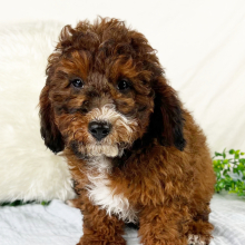 Cavapoo Puppy Theodore