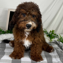 Cavapoo Puppy Theodore
