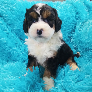 Bernedoodle Puppy Annabell