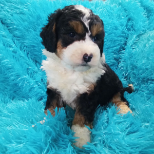Bernedoodle Puppy Annabell