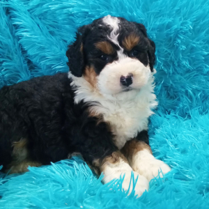 Bernedoodle Puppy Annabell