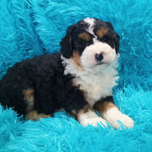 Bernedoodle Puppy Annabell