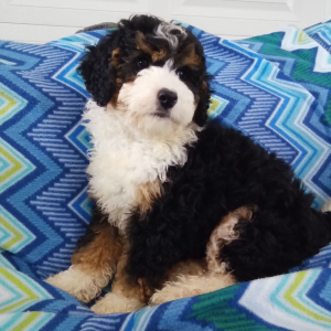 Bernedoodle Puppy Annabell