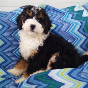 Bernedoodle Puppy Annabell