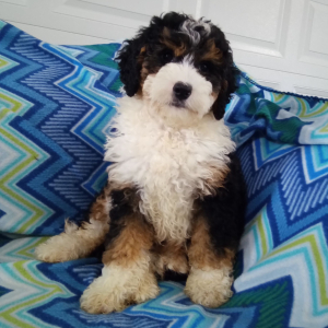 Bernedoodle Puppy Annabell
