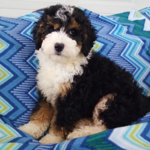 Bernedoodle Puppy Annabell