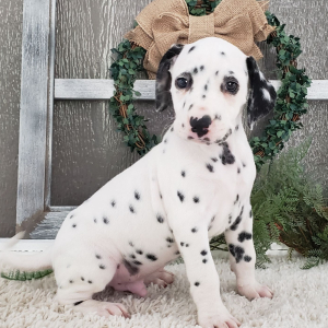 Dalmatian Puppy Prince