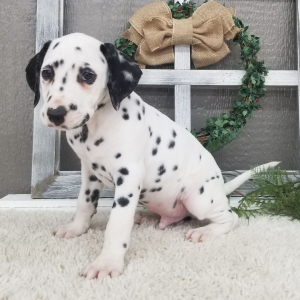 Dalmatian Puppy Prince
