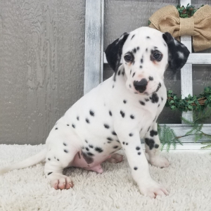 Dalmatian Puppy Prince