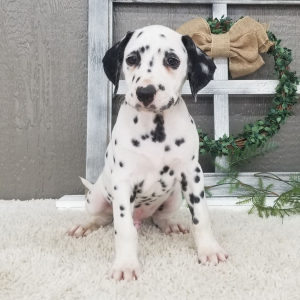 Dalmatian Puppy Prince