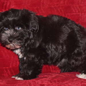 Miniature Schnauzer Puppy Paco