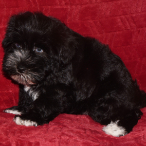 Miniature Schnauzer Puppy Paco
