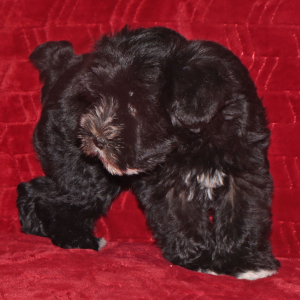 Miniature Schnauzer Puppy Paco