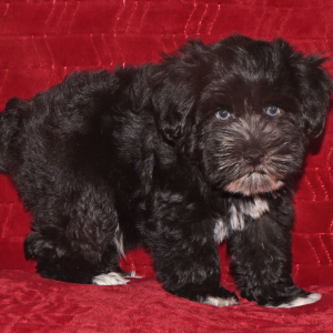 Miniature Schnauzer Puppy Paco