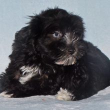 Miniature Schnauzer Puppy Paco