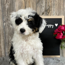 Aussiedoodle Puppy Mina