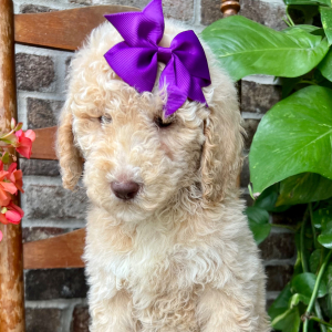 Poodle Puppy Josie